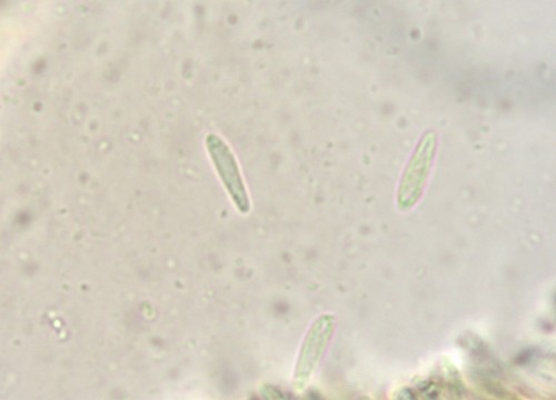 Pyrenopeziza atrata - 