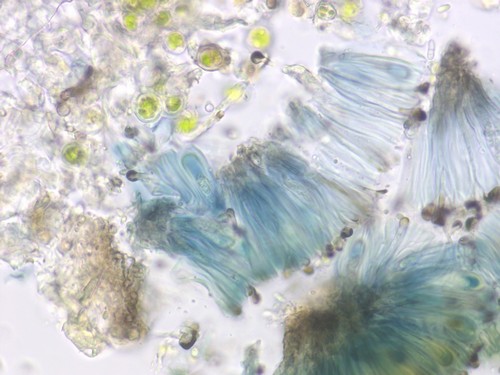 Catillaria nigroclavata -  - Melzers 