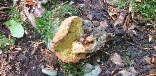 Pulveroboletus lignicola - 