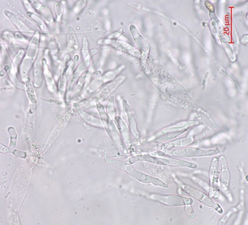 Pulveroboletus lignicola - 