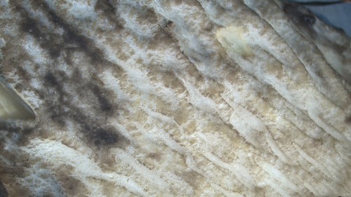 Leccinellum pseudoscabrum - 