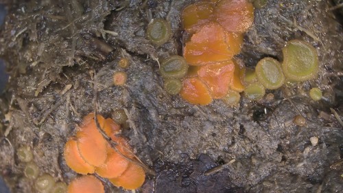 Cheilymenia granulata var. granulata - 