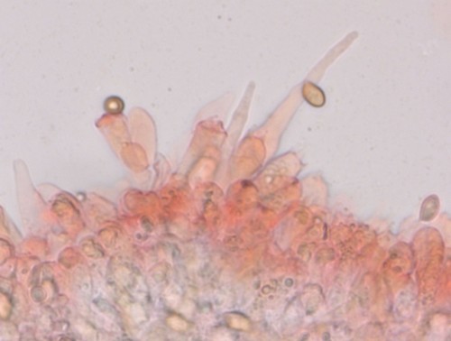 Flammulaster granulosus - Cheilozystiden - 