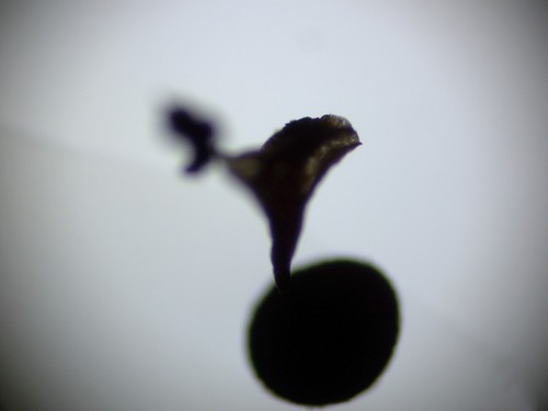 Didymium megalosporum - 