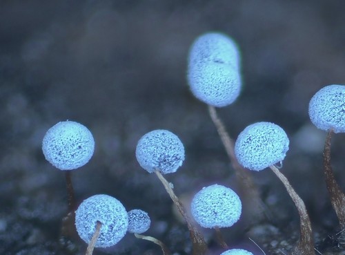 Didymium megalosporum - 