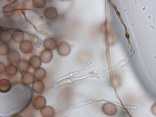 Didymium megalosporum - 