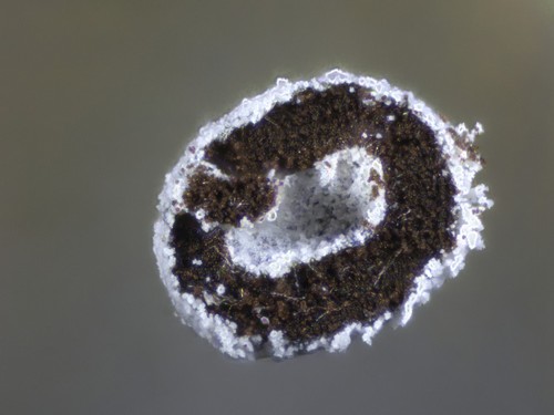 Didymium megalosporum - 