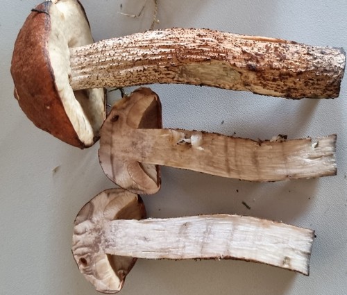 Leccinum nigellum - 