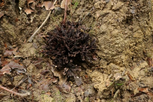 Thelephora palmata - 
