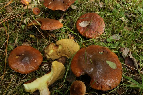 Suillus granulatus - 