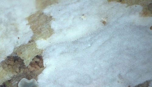 Hyphoderma puberum -