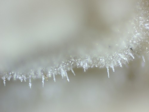 Hyphoderma puberum -