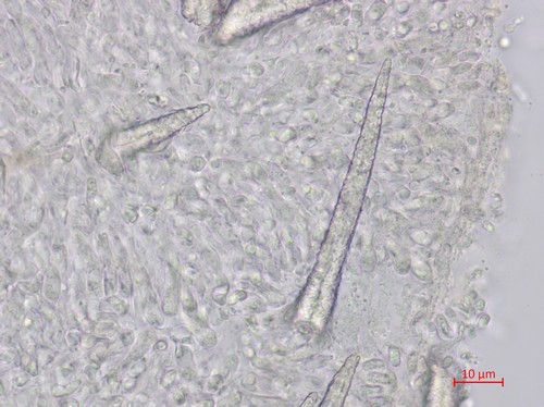 Hyphoderma puberum -