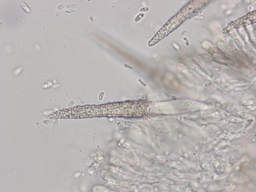 Hyphoderma puberum -