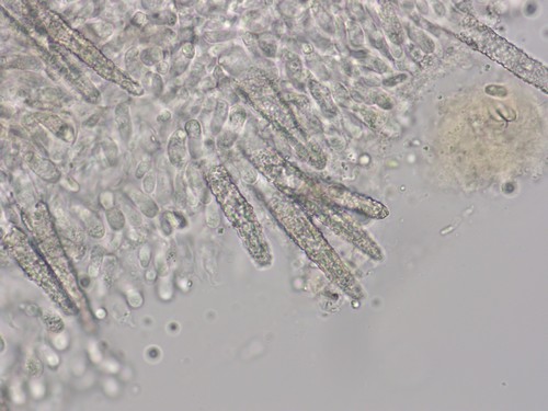 Hyphoderma puberum -