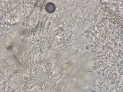 Hyphoderma puberum - Gloeozystiden -