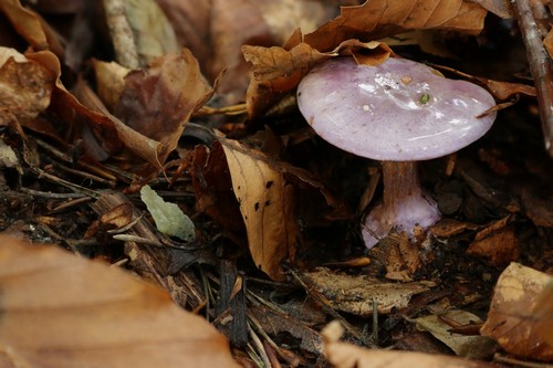 Cortinarius nymphicolor - 