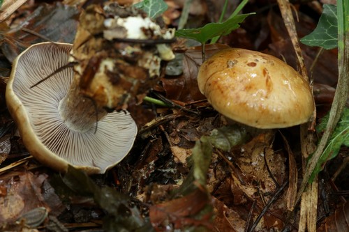 Cortinarius glaucopus - 