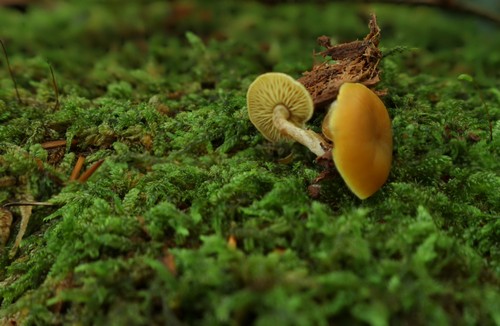 Callistosporium luteo-olivaceum f. minor -