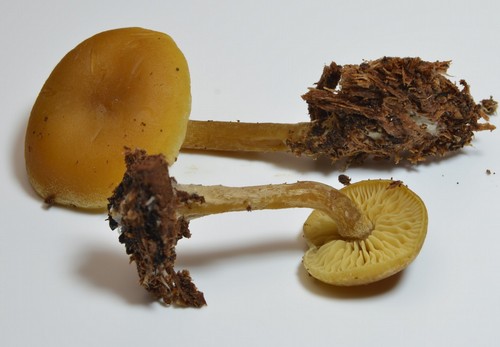 Callistosporium luteo-olivaceum f. minor -