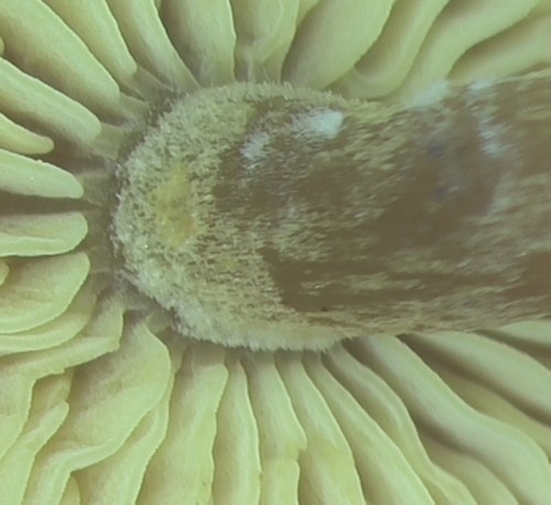 Callistosporium luteo-olivaceum f. minor -