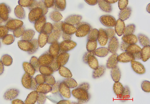 Cortinarius glaucopus - 