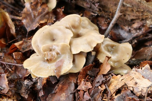 Clitocybe vibecina - 