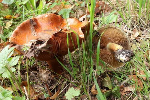 Cortinarius glaucescens var. glaucescens - 