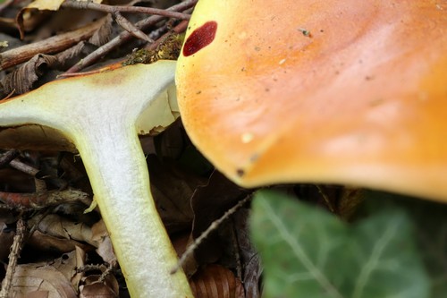 Cortinarius elegantissimus - 