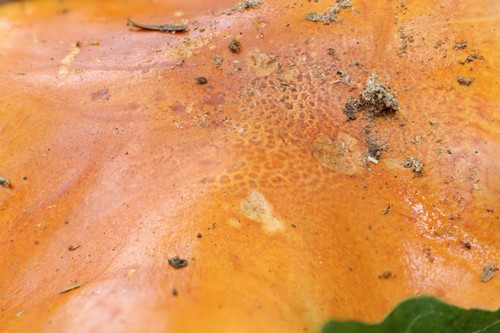 Cortinarius elegantissimus - 