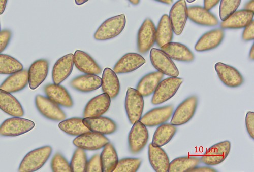 Cortinarius alboviolaceus - 