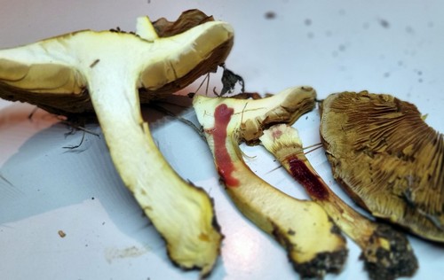 Cortinarius glaucescens var. glaucescens - 