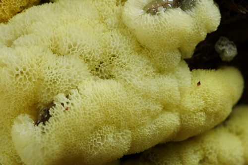 Ceratiomyxa porioides - 