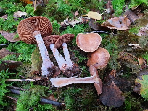 Cortinarius calopus - 