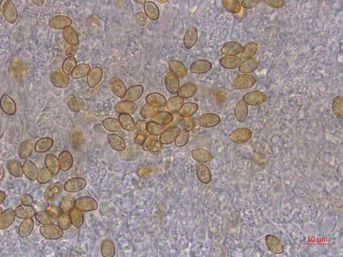 Cortinarius calopus - 