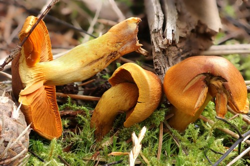 Cortinarius malicorius - 