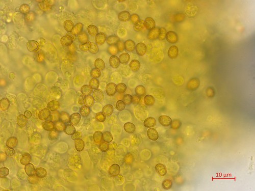 Cortinarius malicorius - 