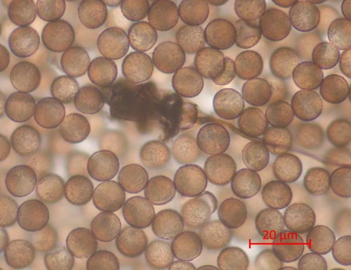 Brefeldia maxima - 