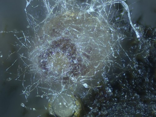 Pseudombrophila theioleuca - 