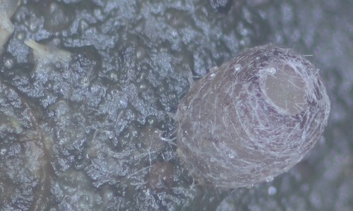 Pseudombrophila theioleuca - 