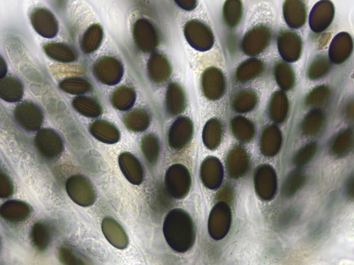 Coniochaeta vagans - 