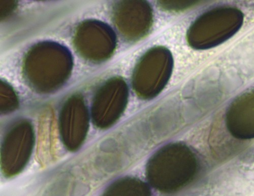 Coniochaeta vagans - 