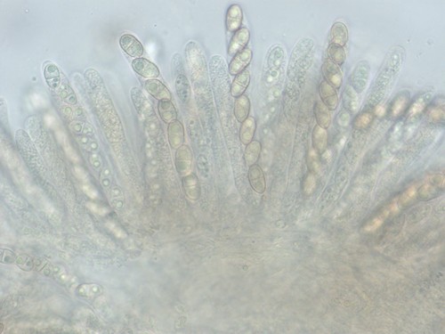 Dialonectria diatrypellicola - 