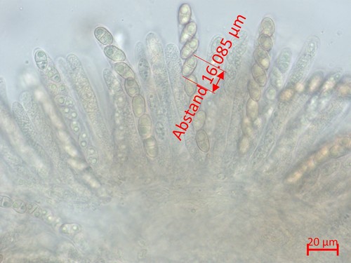 Dialonectria diatrypellicola - 