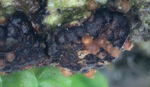 Fusicolla melogrammae - 