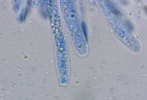 Fusicolla melogrammae - 