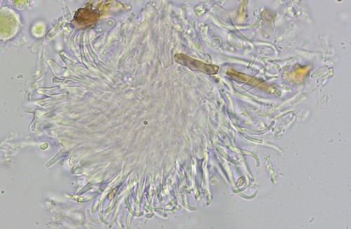 Unguiculariopsis robergei - 