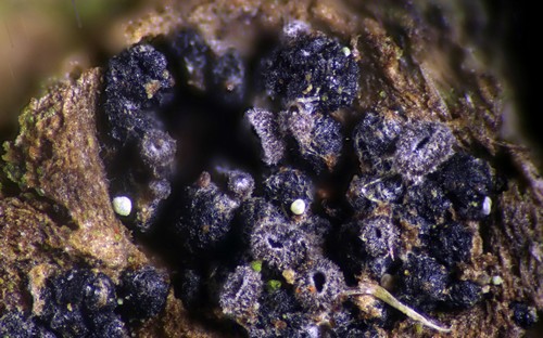 Unguiculariopsis rehmii - 