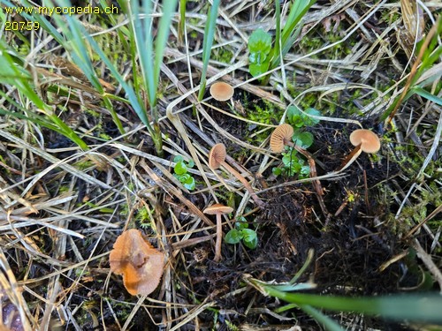 Galerina atkinsoniana - 