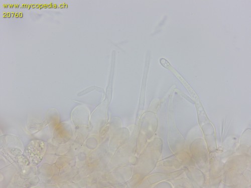 Galerina atkinsoniana - 